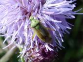 Zweifleck-Weichwanze (Stenotus binotatus)-L. Klasing