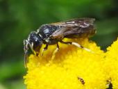 Maskenbiene (Hylaeus-sp.)-L. Klasing