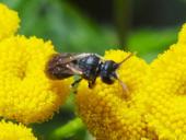 Maskenbiene (Hylaeus-sp.)-L. Klasing