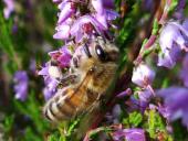 Honigbiene (Apis mellifera)-L. Klasing