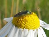 Zweifleck-Weichwanze (Stenotus binotatus)-L. Klasing
