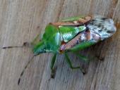 Buntrockwanze (Cyphostethus tristriatus)-L. Klasing