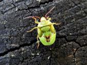 Wanzenlarve nicht bestimmt-L. Klasing