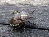 Baumwanze (Rhacognathus punctatus)-L. Klasing