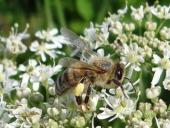 Honigbiene (Apis mellifera)-L. Klasing