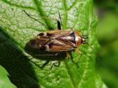 Eichenwanze (Harpocera thoracica)-L. Klasing