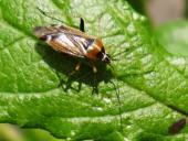 Eichenwanze (Harpocera thoracica)-L. Klasing