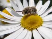 Gemeine Seidenbiene (Colletes daviesanus)-L. Klasing