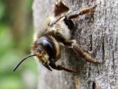 Mörtelbiene (Megachile ericetorum)-L. Klasing