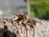 Mörtelbiene (Megachile ericetorum)-L. Klasing