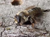 Mörtelbiene (Megachile ericetorum)-L. Klasing