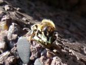 Blattschneiderbiene (Megachile sp.)-L. Klasing