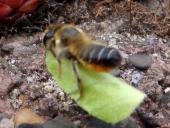 Blattschneiderbiene (Megachile sp.)-L. Klasing