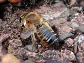 Blattschneiderbiene (Megachile sp.)-L. Klasing