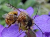 Gehörnte Mauerbiene (Osmia cornuta)-L. Klasing