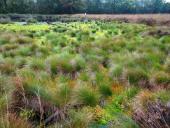 001-Alter-Torfstich-am-Lehrpfad-Wollgras-u.-Torfmoos-10.10.2017-L.-Klasing-