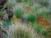 002-Alter-Torfstich-am-Lehrpfad-Wollgras-u.-Torfmoos-10.10.2017-L.-Klasing-