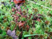 003-Mittlerer-Sonnentau-Drosera-intermedia-11.10.2017-L.-Klasing-1