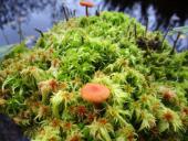004-Torfmoos-mit-Entferntblättriger-Moos-Häubling-Galerina-clavata-11.10.2017-L.-Klasing-
