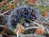 005-Raupe-Brombeerspinner-Macrothylacia-rub-12.10.2017-L.-Klasing-