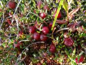 006-Kleinfrüchtige-Moosbeere-Vaccinium-microcarpum-12.10.2017-L.-Klasing-