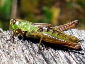 007-Gemeiner-Grashüpfer-Chorthippus-parallelus-genießt-die-Herbstsonne-13.10.2017-L.-Klasing-