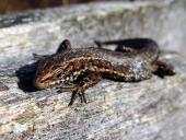 008-Wald-Moor-Bergeidechse-Lacerta-vivipara-genießt-die-Herbstsonne-13.10.2017-L.-Klasing-