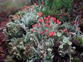 009-Rotfrüchtige-Säulenflechte-Cladonia-floerkeana-13.10.2017-L.-Klasing-