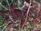 010-Torfmoos-Sphagnum-spec.-Herbstfärbung-18.10.2017-L.-Klasing-