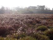 016-Morgens-im-Emsdettener-Venn-19.10.2017-L.-Klasing-