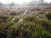 015-Morgens-im-Emsdettener-Venn-19.10.2017-L.-Klasing-