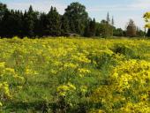 001-Jakobs-Kreuzkraut-Senecio-jacobaea-L.-Klasing-