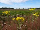002-Jakobs-Kreuzkraut-Senecio-jacobaea-L.-Klasing-