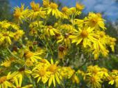 004-Jakobs-Kreuzkraut-Senecio-jacobaea-L.-Klasing-