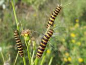 006-Jakobs-Kreuzkraut-Senecio-jacobaea-Raupe-Jacobskrautbär-Tyria-jcobaea-L.-Klasing-