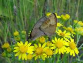 008-Jakobs-Kreuzkraut-Senecio-jacobaea-Großes-Ochsenauge-Maniola-jurtina-L.-Klasing