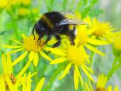 009-Jakobs-Kreuzkraut-Senecio-jacobaea-Dunkle-Erdhummel-Bombus-terrestris-L.-Klasing-