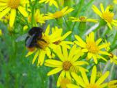 010-Jakobs-Kreuzkraut-Senecio-jacobaea-Steinhummel-Bombus-lapidarius-L.-Klasing-