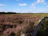 Venn-Heideblüte10.08.2018-L.-Klasing