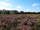 Venn-Heideblüte10.08.2018-L.-Klasing