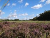 Venn-Heideblüte10.08.2018-L.-Klasing