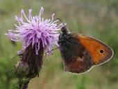 Kleiner Heufalter (Coenonympha pamphilus)-L. Klasing