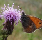 Kleiner Heufalter (Coenonympha pamphilus)-L. Klasing