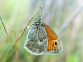 Kleiner Heufalter (Coenonympha pamphilus)-L. Klasing