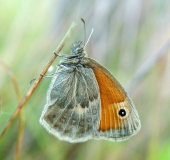 Kleiner Heufalter (Coenonympha pamphilus)-L. Klasing