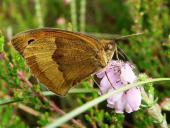Großes Ochsenauge W. (Maniola jurtina)-L. Klasing