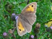 Großes Ochsenauge W. (Maniola jurtina)-L. Klasing