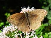 Großes Ochsenauge M. (Maniola jurtina)-L. Klasing