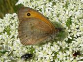 Großes Ochsenauge M. (Maniola jurtina)-L. Klasing