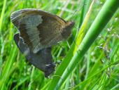Paarung: Großes Ochsenauge (Maniola jurtina)-L. Klasing